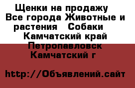 Щенки на продажу - Все города Животные и растения » Собаки   . Камчатский край,Петропавловск-Камчатский г.